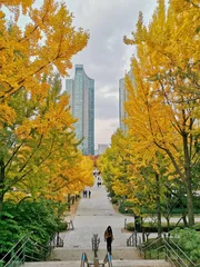 Foto op Canvas SEOUL, SOUTH KOREA - OCTOBER 27, 2022: Stairsway with Fall maple leaves foliage  in Seoul Forest park in Seongdong-Gu area. There is a lady walk. © eyeofpaul