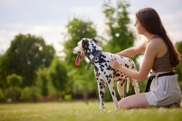 a young girl plays with a dalmatian in the park. dog care concept