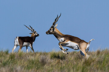 Male Blackbuck Antelope in Pampas plain environment, La Pampa province, Argentina