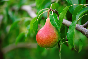 Fresh juicy pears on pear tree branch. Organic pears in natural environment. Crop of pears in summer garden