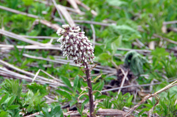 Kwiat lepiężnika w naturalnym środowisku, na tle trawy i zeschniętych łodyg roślin.  © JAROSLAW