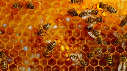 Fotobehang Bees Walking on Honeycomb and Carrying Honey. Macro shot of Domesticated Insect, Beekeeper and Farmers Life. © Lukas Gojda