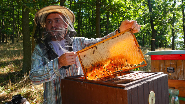 Bees Walking on Honeycomb and Carrying Honey. Domesticated Insect, Beekeeper and Farmers Life.