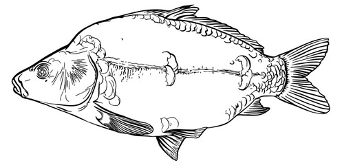 Mirror carp. Hand drawn vector fish. Sketch