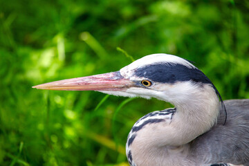 Grey Heron Portrait (Ardea cinerea) in Dublin, Ireland