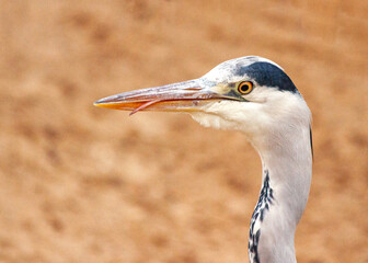 Grey Heron Portrait (Ardea cinerea) in Dublin, Ireland