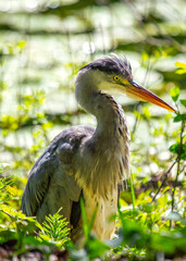 Grey Heron Portrait (Ardea cinerea) in Dublin, Ireland