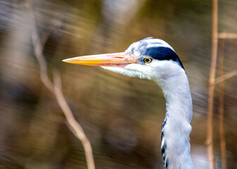 Grey Heron Portrait (Ardea cinerea) in Dublin, Ireland