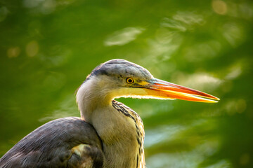 Grey Heron Portrait (Ardea cinerea) in Dublin, Ireland