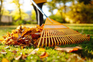 Yellow rake rakes autumn fallen leaves from a lawn in an autumn park. Using a rake to remove leaves. Concept of volunteering, seasonal gardening. Yard cleaning.