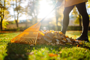 Yellow rake rakes autumn fallen leaves from a lawn in an autumn park. Using a rake to remove leaves. Concept of volunteering, seasonal gardening. Yard cleaning.
