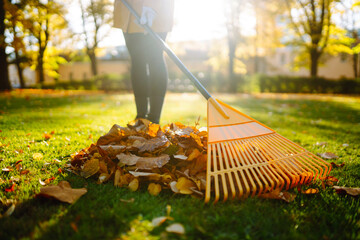 Yellow rake rakes autumn fallen leaves from a lawn in an autumn park. Using a rake to remove leaves. Concept of volunteering, seasonal gardening. Yard cleaning.