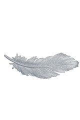 Silver sparkling feather.
  Isolate on white. PNG option available