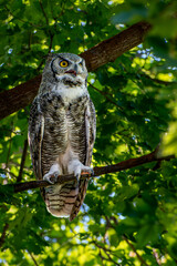 Great horned owl