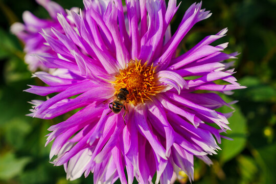 close-up. bee on a Dahlia flower with pink petals. 