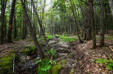 Beautiful enchanted forest and stream background in Western Massachusetts.
