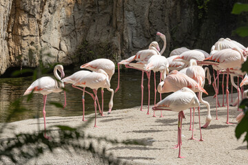 Flamingos at Bioparc, Valencia