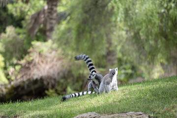 Ring tailed lemurs at Bioparc, Valencia - 649469918