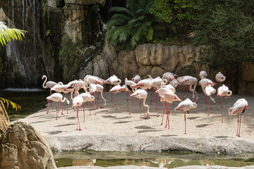 Flamingos at Bioparc, Valencia - 649469919