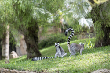 Ring lemurs at Bioparc, Valencia