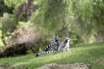 Ring-tailed lemurs at Bioparc, Valencia