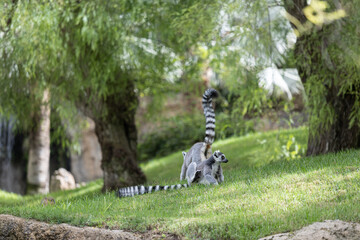 Ring-tailed lemurs at Bioparc, Valencia