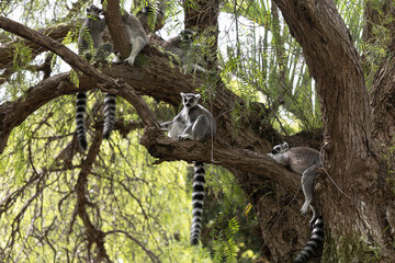 Ring-tailed lemurs in a tree, Bioparc, Valencia