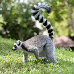 Ring lemur at Bioparc, Valencia - 649469959