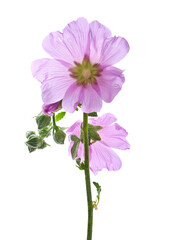 Common mallow flower ,Malva sylvestris isolated on white, clipping path © dule964