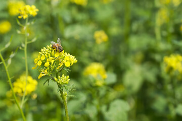 bee collects pollen on the rapeseed flower - obrazy, fototapety, plakaty