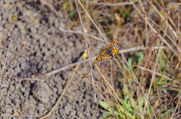 Colorful butterfly with damaged wing on a plant