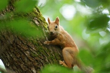 squirrel on a tree