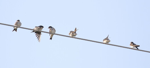 Western house martin on wire, Delichon urbicum isolated on white, clipping path