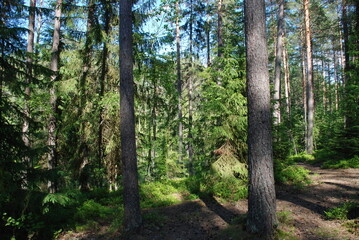 Obraz premium Coniferous forest on a summer day. Coniferous trees of pine and spruce grow next to each other. They have brown trunks and green needles on long branches. Trees of different heights.