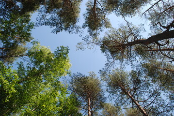 Blue sky above the treetops. Pine forest, long brown trunks of pine trees go high up. At the top there are visible branches with green needles and a blue sky without clouds.
