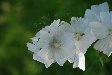 Musk mallow. A meadow flower grew in the garden. White wide flowers of medium size on a low stem. Several flowers in one inflorescence bloomed next to each other.