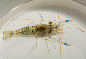 Palaemon elegans sometimes known by the common name rockpool shrimp, is a species shrimp of the family Palaemonidae.