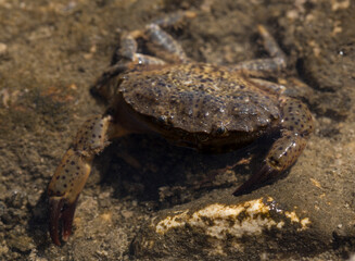 Eriphia verrucosa, sometimes called the warty crab or yellow crab. Black Sea.