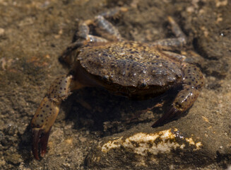 Eriphia verrucosa, sometimes called the warty crab or yellow crab. Black Sea.