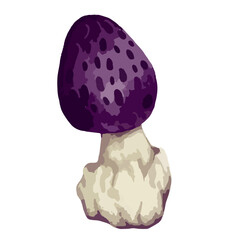 Toadstool mushroom. Vector graphics.
