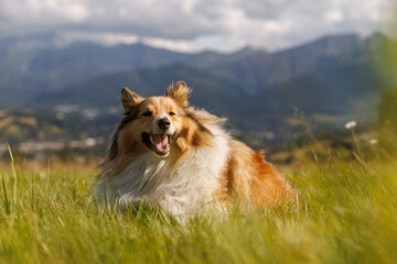 Dog on the Green Mountain Hill.