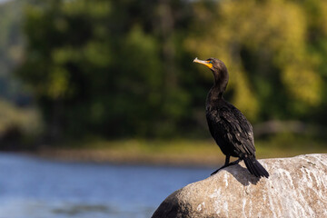 Double-crested cormorant (Nannopterum auritum)