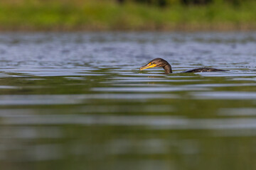 Double-crested cormorant (Nannopterum auritum)