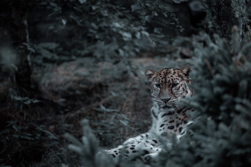 Amurleopard