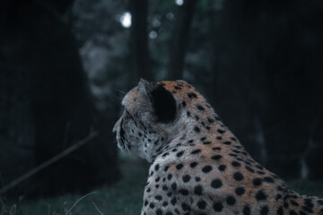 south african gepard © Marek M.
