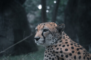 south african gepard