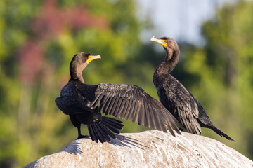Double-crested cormorant (Nannopterum auritum)