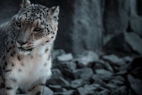 Snow Leopard
