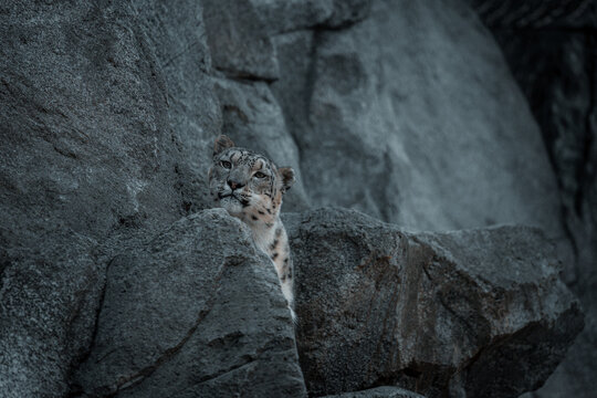 Snow Leopard