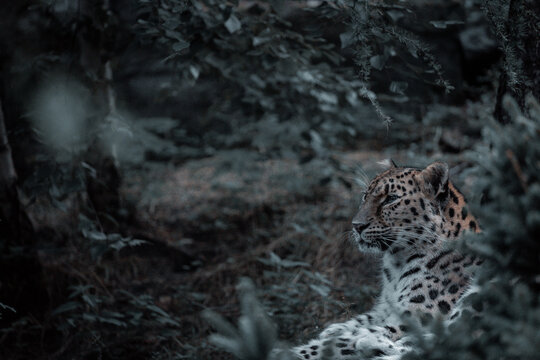 Amurleopard